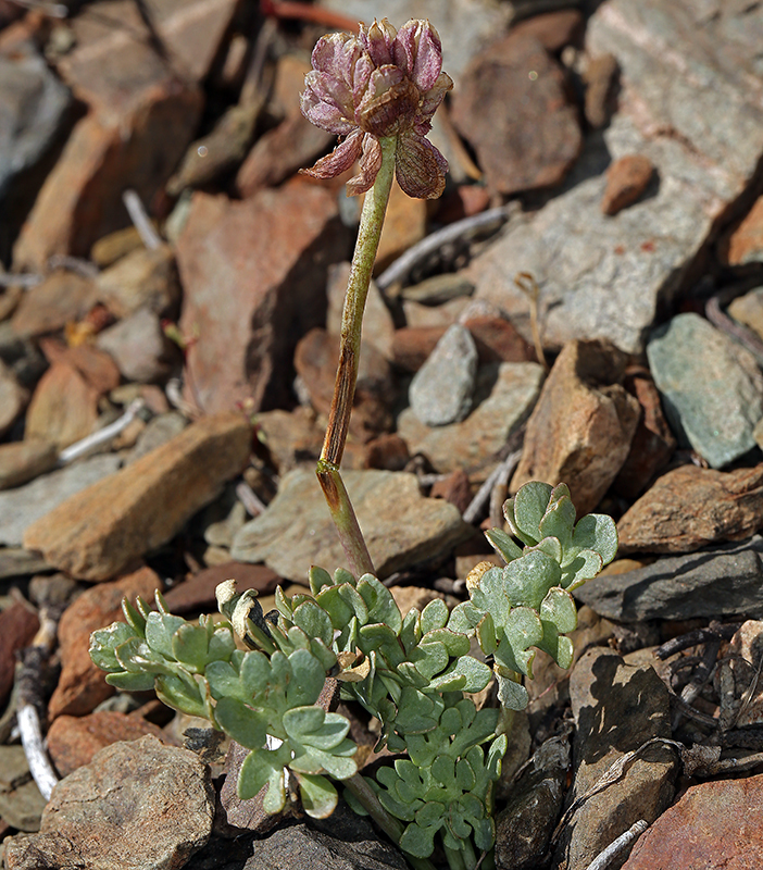 Image of <i>Ranunculus andersonii</i>