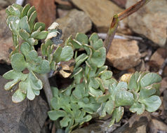 Image of <i>Ranunculus andersonii</i>