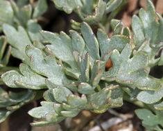 Image of <i>Ranunculus andersonii</i>