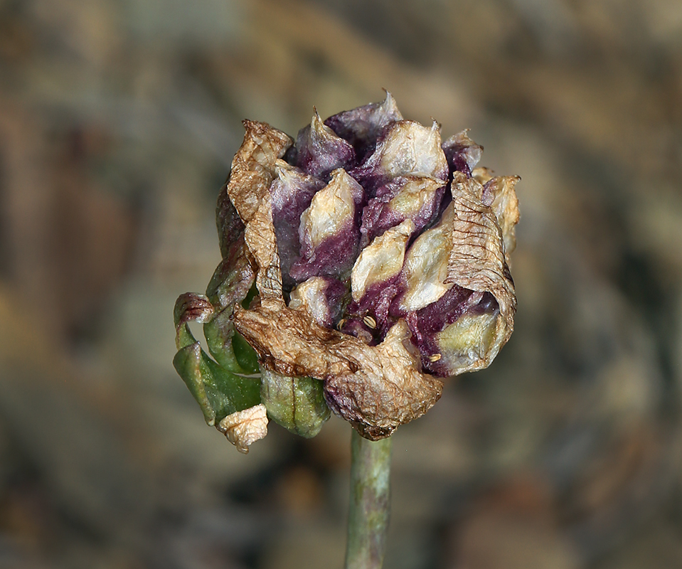 Image of <i>Ranunculus andersonii</i>