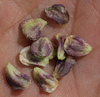 Image of <i>Ranunculus andersonii</i>