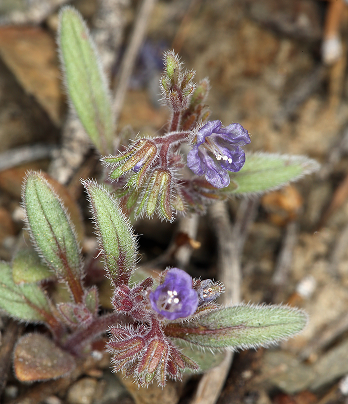 Image de Phacelia austromontana Howell