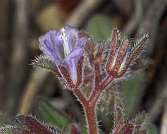 Image de Phacelia austromontana Howell