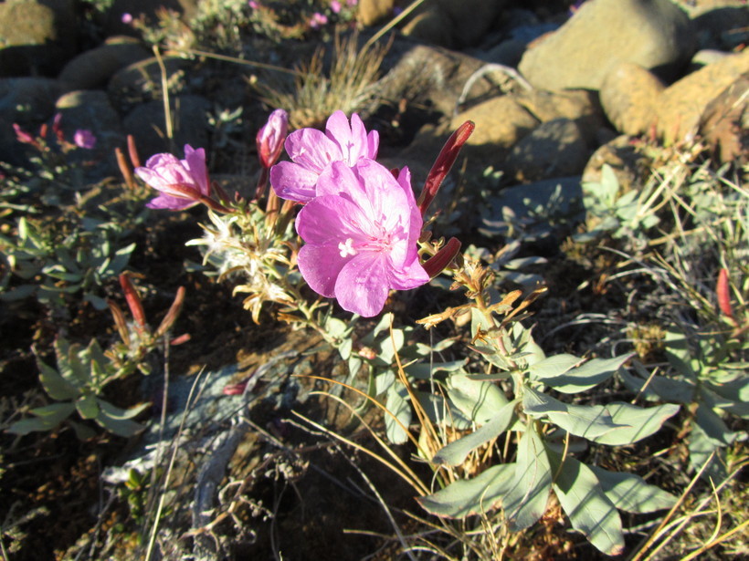 Image of Siskiyou willowherb