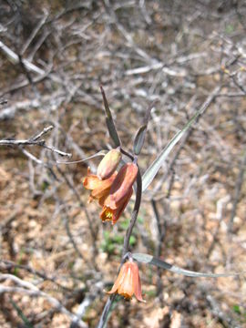 Image of Butte County fritillary