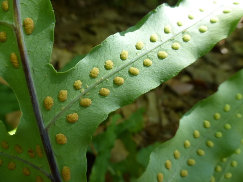 Слика од <i>Phlebodium pseudoaureum</i>