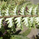 Image of <i>Cheilanthes bonariensis</i>