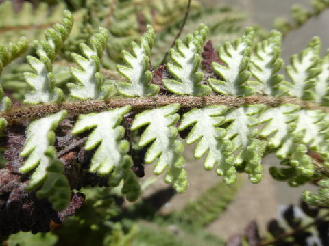 Image of <i>Cheilanthes bonariensis</i>