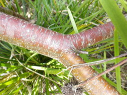 Image of silver banksia