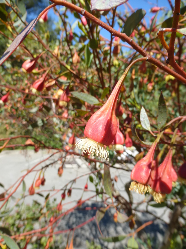 Imagem de Eucalyptus forrestiana Diels