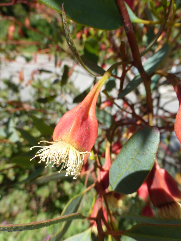 Imagem de Eucalyptus forrestiana Diels