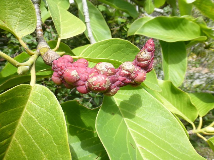 Image of Campbell's Magnolia