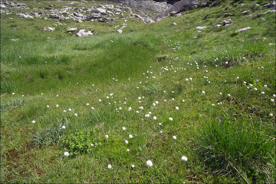 Image of white cottongrass