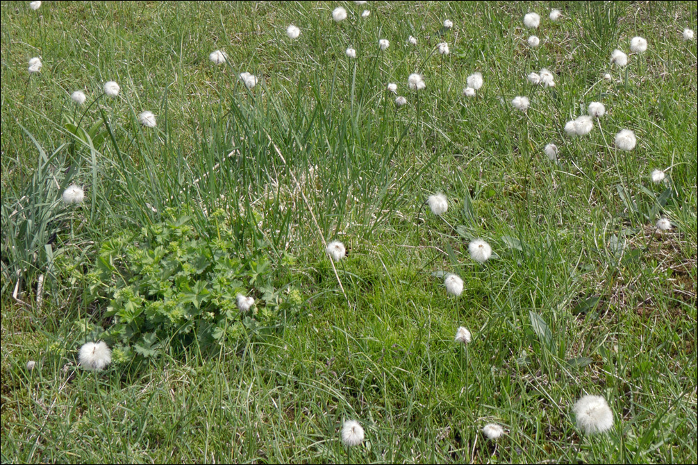 Plancia ëd Eriophorum scheuchzeri Hoppe