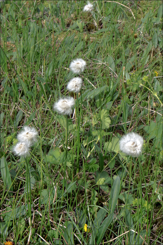 Plancia ëd Eriophorum scheuchzeri Hoppe