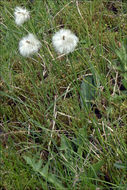 Image of white cottongrass