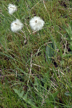 Plancia ëd Eriophorum scheuchzeri Hoppe