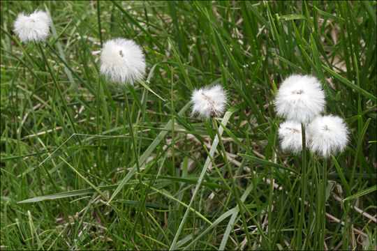 Plancia ëd Eriophorum scheuchzeri Hoppe