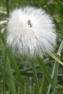 Plancia ëd Eriophorum scheuchzeri Hoppe