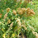 Слика од Chenopodium quinoa Willd.