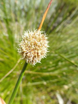 Plancia ëd Ficinia nodosa (Rottb.) Goetgh., Muasya & D. A. Simpson