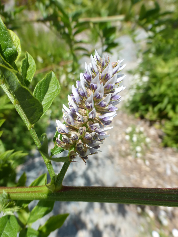 Image of cultivated licorice