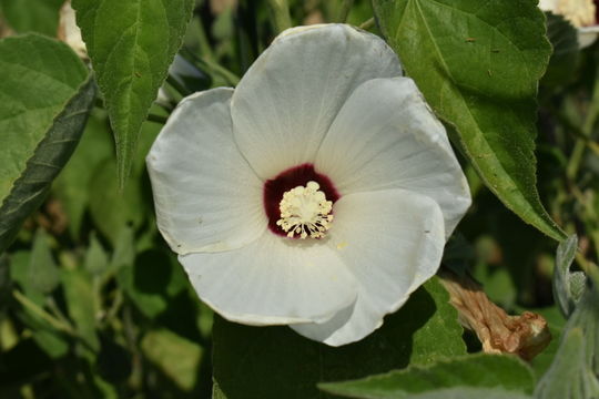 Image of <i>Hibiscus lasiocarpus</i>