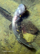 Image of Common Fire Salamander