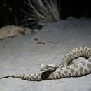 Image of Perisan Horned Viper