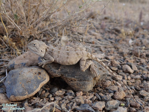 صورة Trapelus ruderatus (Olivier 1804)