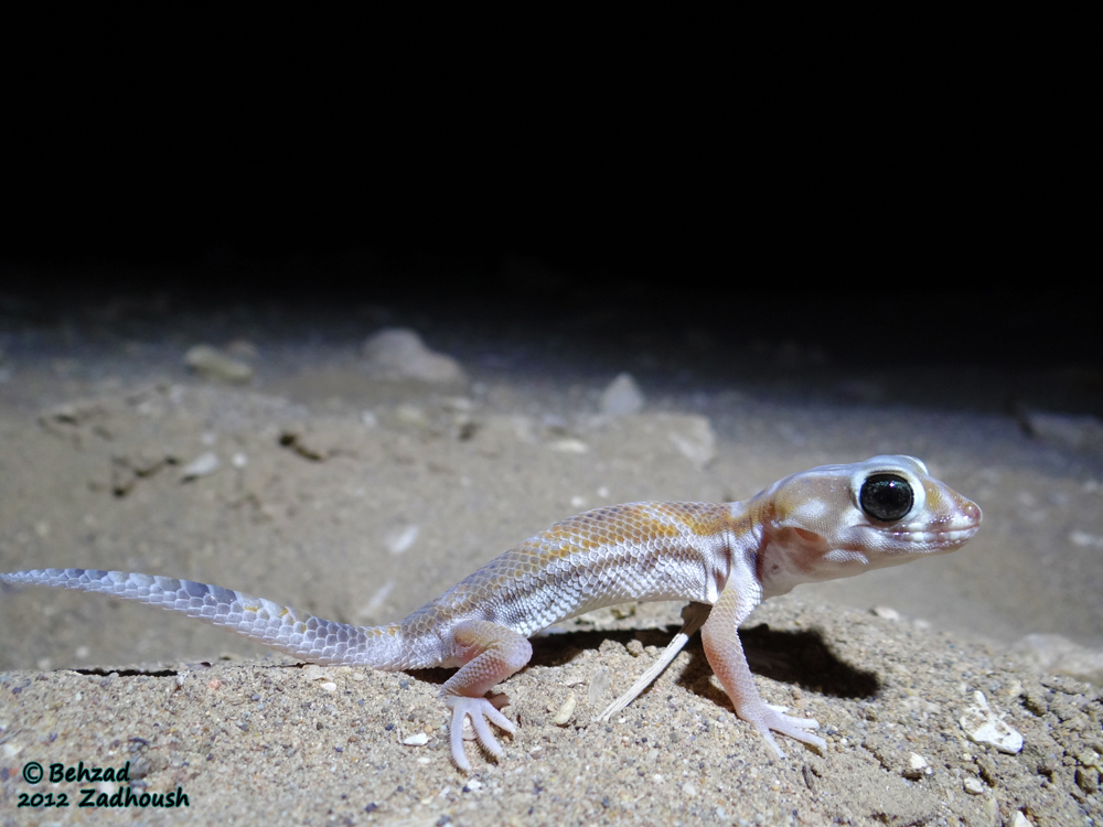 Image of Bedraiga's Wonder Gecko