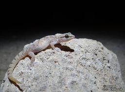 Image of mediterranean house gecko