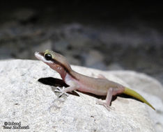 Слика од Microgecko persicus (Nikolsky 1903)