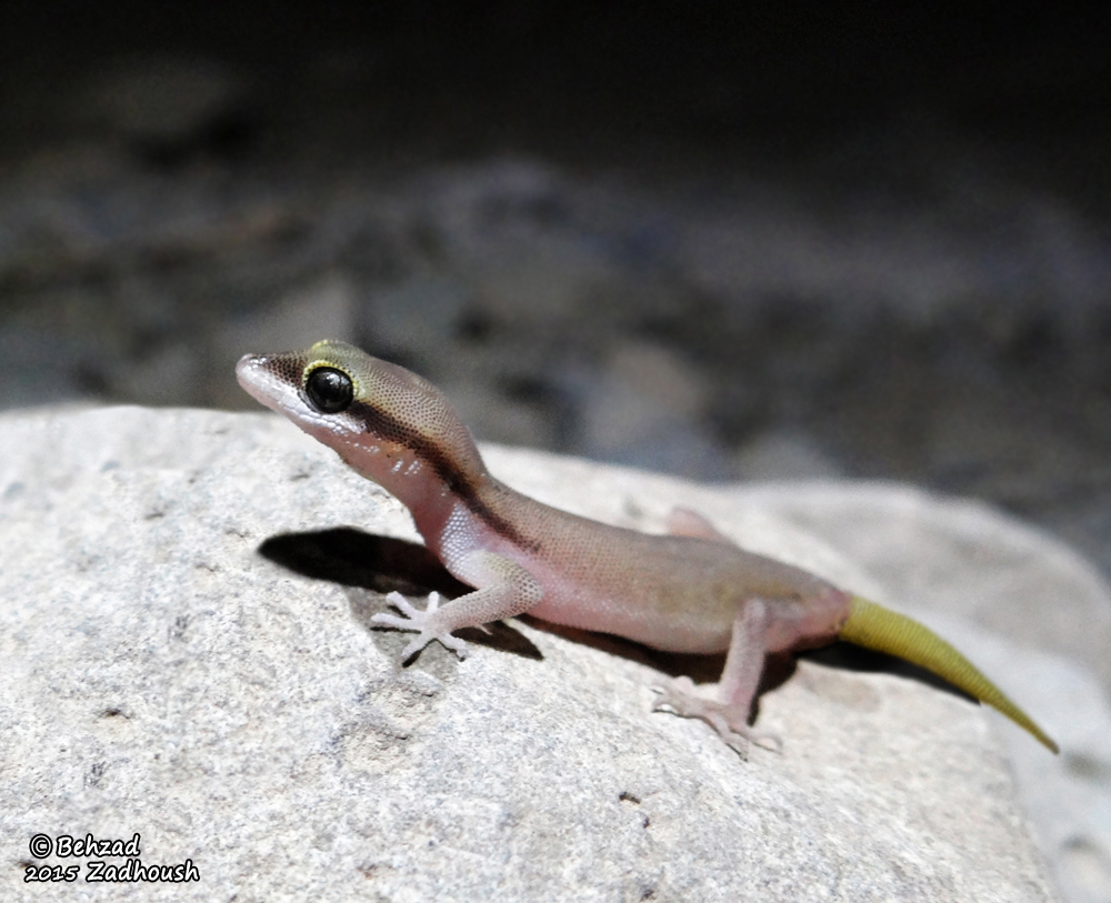 Image of Microgecko persicus (Nikolsky 1903)