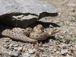Image of Steppe Viper