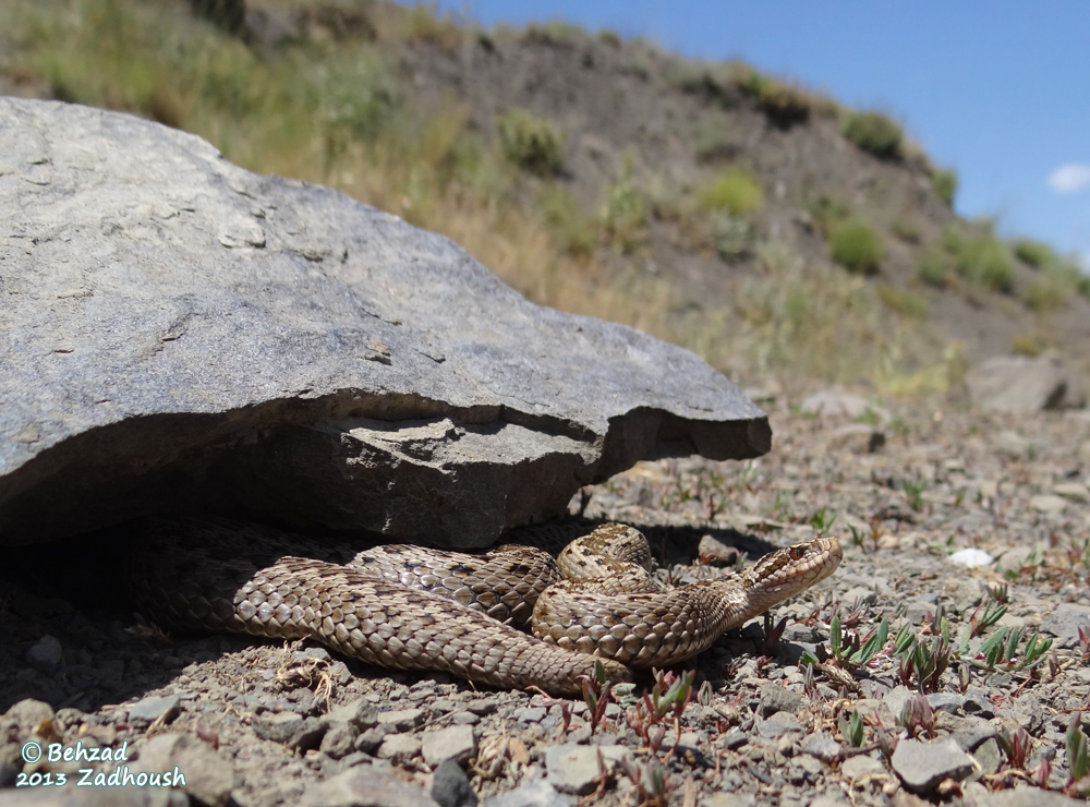 Image of Steppe Viper