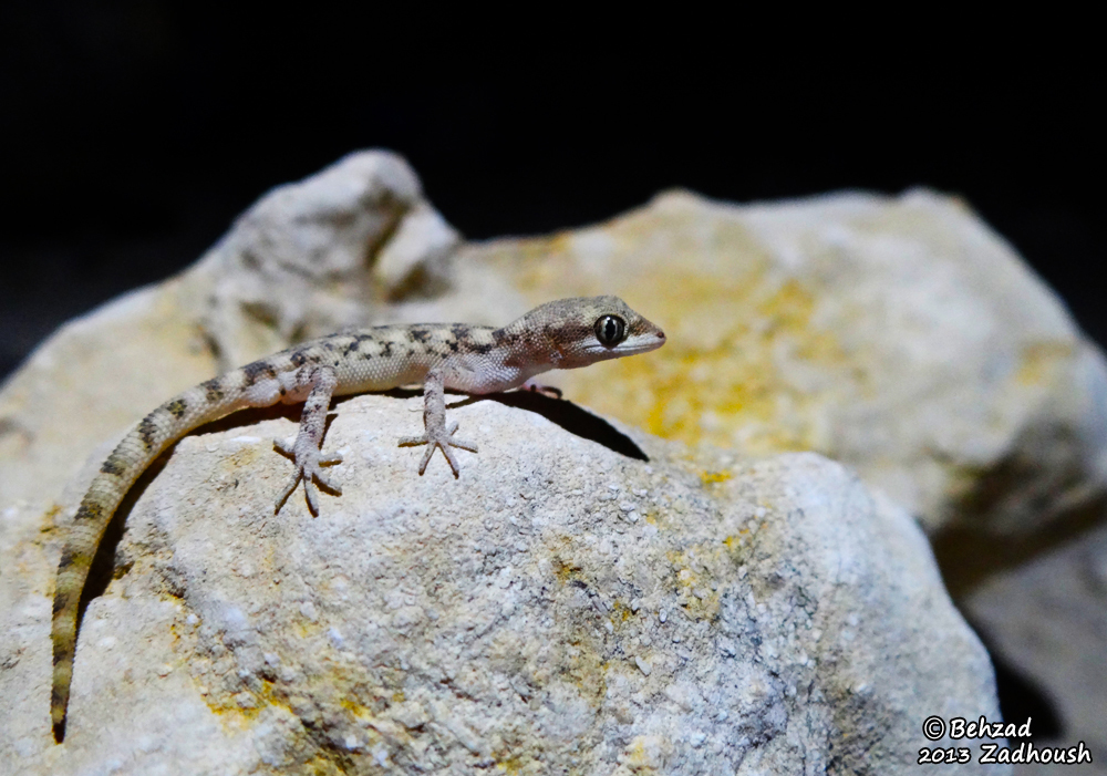 Image of Steudner's pygmy gecko