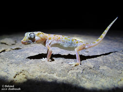 Stenodactylus doriae (Blanford 1874) resmi