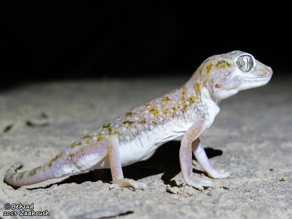 Stenodactylus doriae (Blanford 1874) resmi