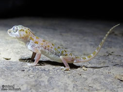 Stenodactylus doriae (Blanford 1874) resmi