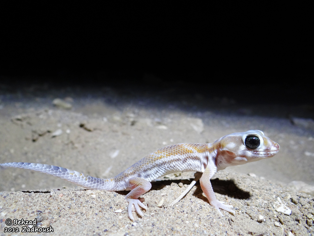 Image of Bedraiga's Wonder Gecko