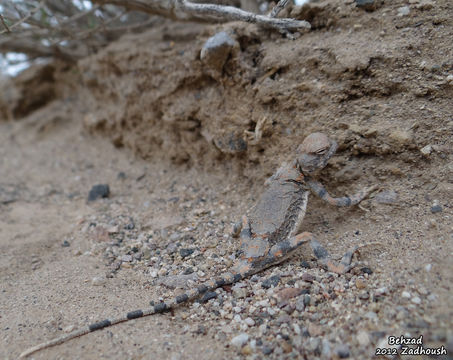 Image of Gray Toadhead Agama