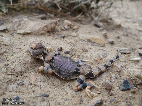 Image of Gray Toadhead Agama