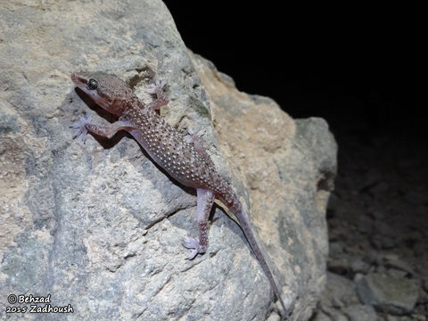 Image of mediterranean house gecko