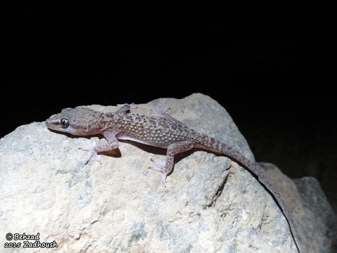 Image of mediterranean house gecko