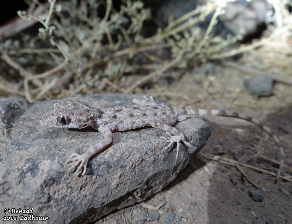 Image of Nikolsky's Iranian Gecko