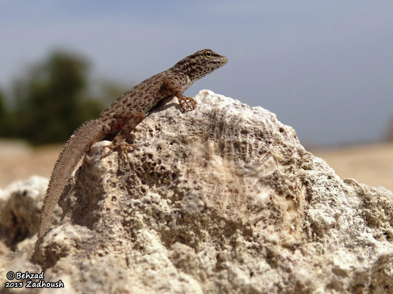 Image of Blandford's Semaphore Gecko