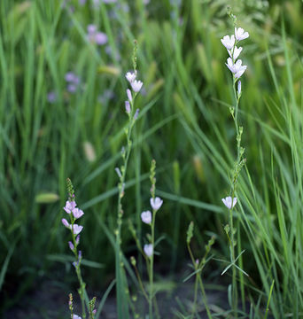 Image of Owens Valley sidalcea