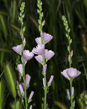 Image of Owens Valley sidalcea