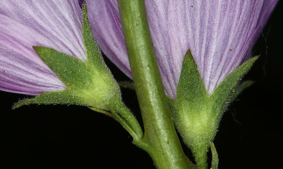 Image of Owens Valley sidalcea